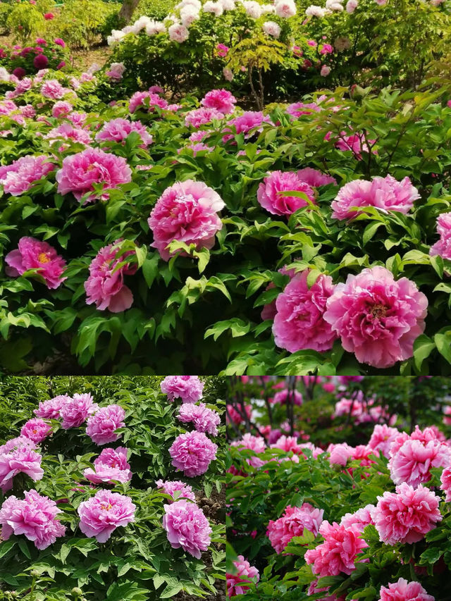 菏澤牡丹花城2日遊｜1000元搞定春日限定浪漫