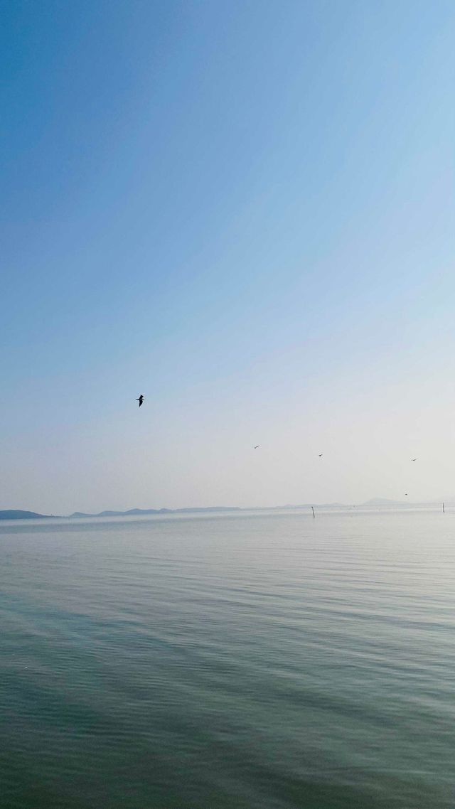 夕陽下與海鷗共舞