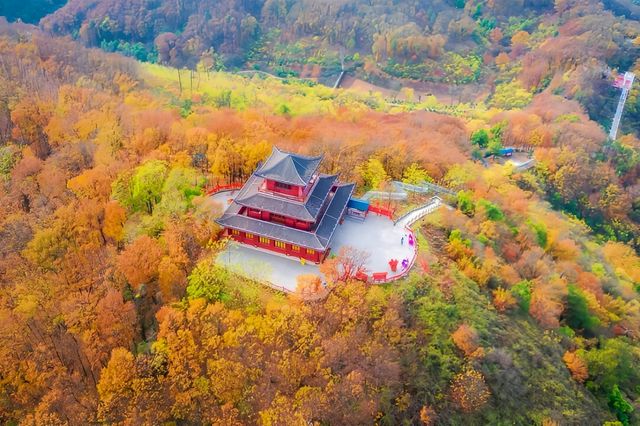 九真山撿秋計劃開啟