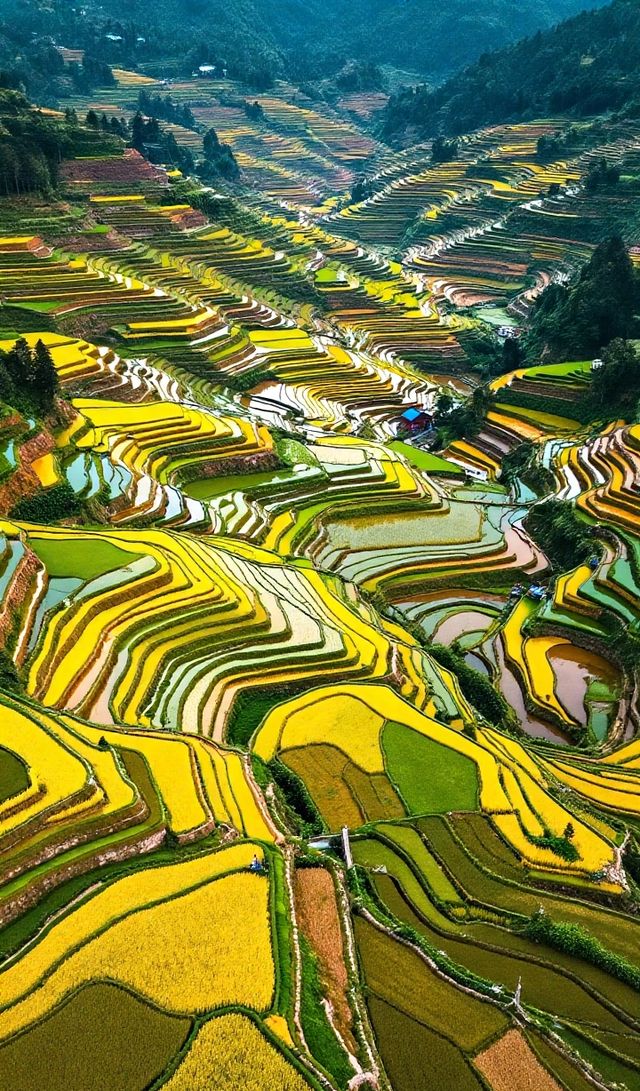 層層疊疊的田壟如天梯般蜿蜒山間，吊腳木樓隱現於雲霧中如仙境