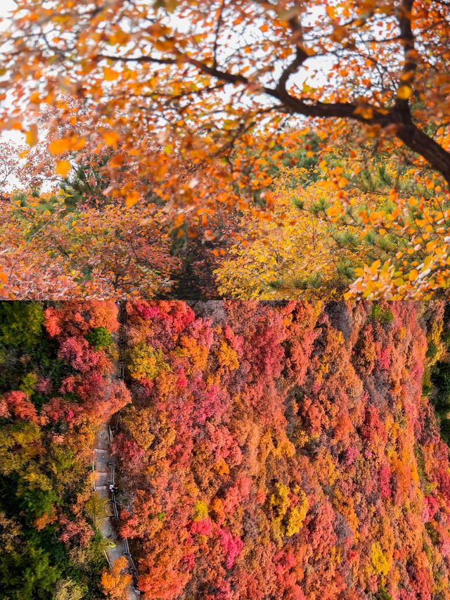 朋友圈問爆的北京紅葉谷！人少免費還出片（附路線）