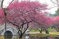 橘子洲景區梅花