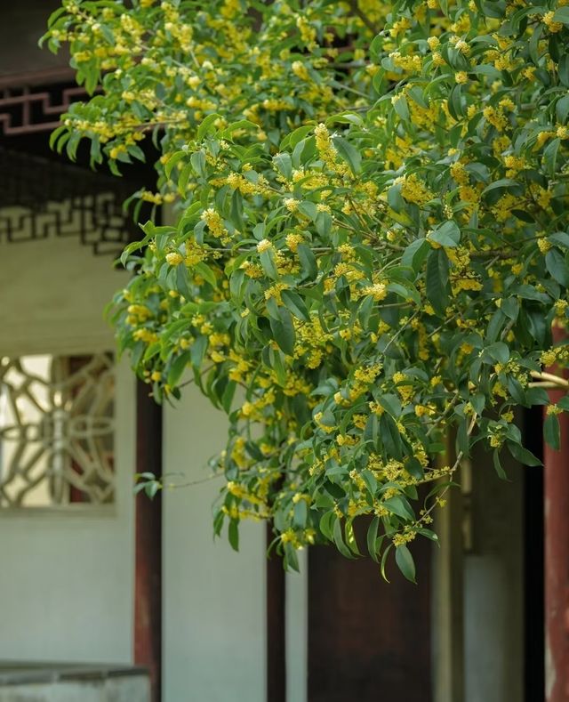 西山秋意濃,最是桂花香 西山秋意濃,最是桂花香