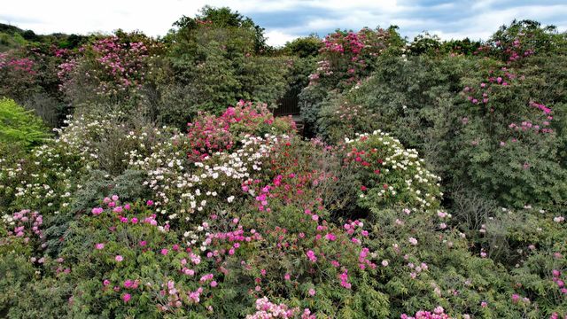 滇黔自駕遊(37)地球彩帶世界花園-百里杜鵑 滇黔自駕遊(37)地球彩帶世界花園-百里杜鵑