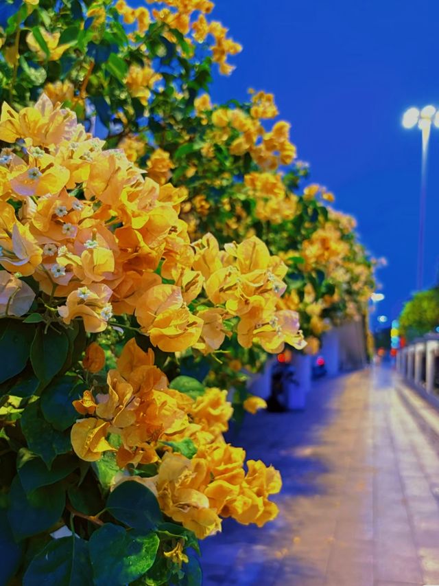 接下來的廣州，滿城花開