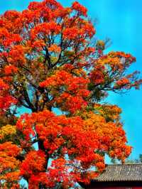 免費打卡崂山神清宮!千年底蘊+秋日紅葉頂流