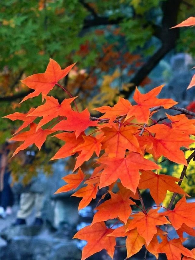 北京的香山紅葉紅了