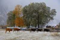 雪染峽谷,軒暖歸途