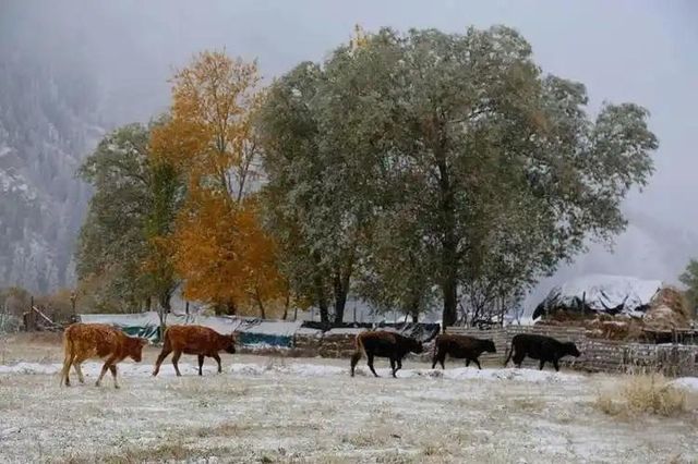 雪染峽谷,軒暖歸途 雪染峽谷,軒暖歸途