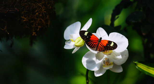 蝴蝶與自然溫室 Key West
