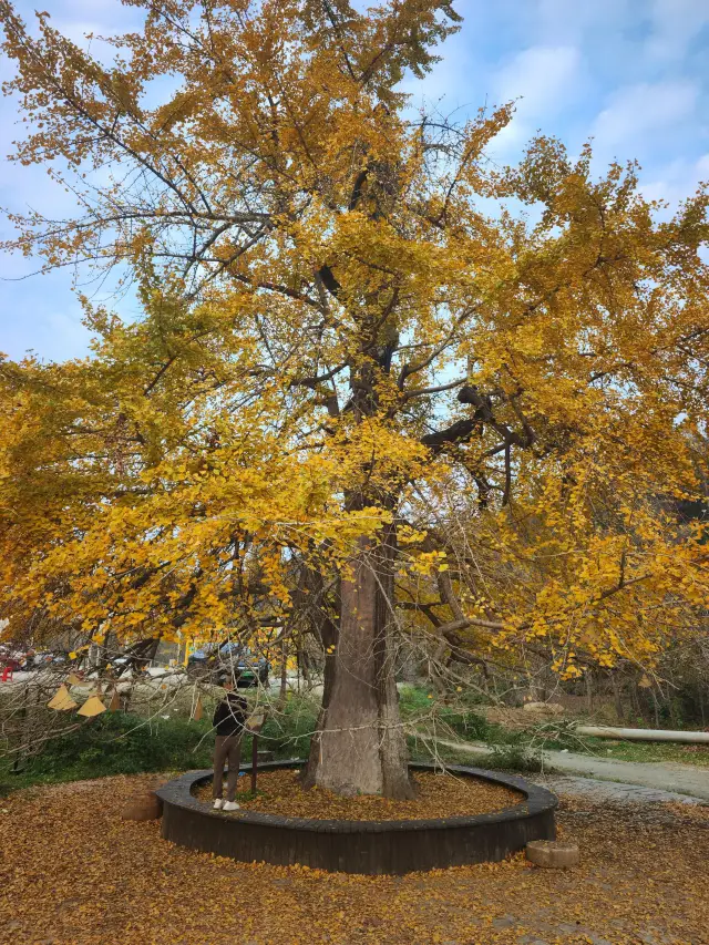 2h direct drive from Wuhan to Suizhou Millennium Ginkgo Valley, stepping into a golden fairy tale world