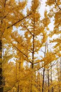 一秒穿越漢宮賞秋景