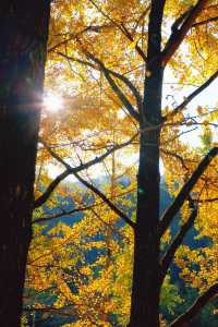 上海杭州周邊｜不在奈良，在諸暨