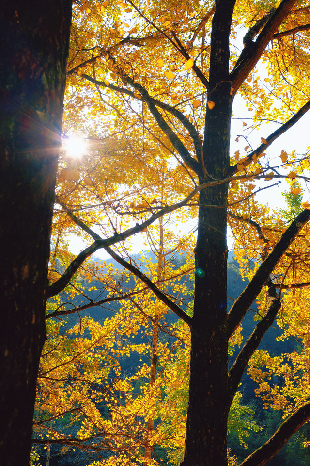 上海杭州周邊｜不在奈良，在諸暨