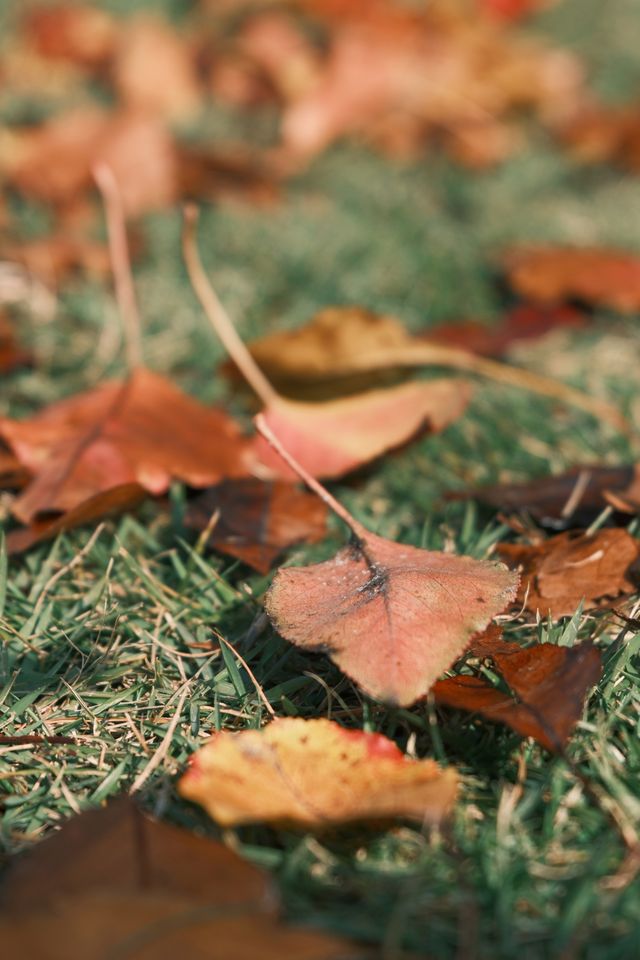 連雲港20分鐘秋景暴擊！逛個公園就闖進油畫裡