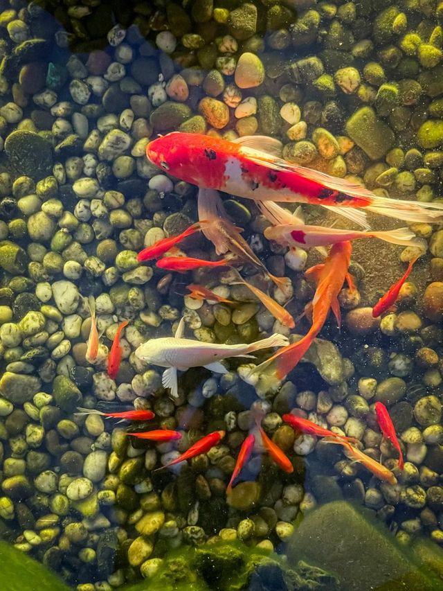 拉薩心藏小院，邂逅古韻慢時光