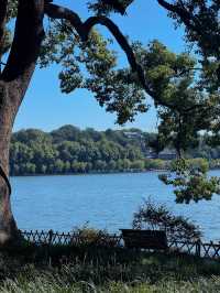 西湖隱世古樹治癒指南