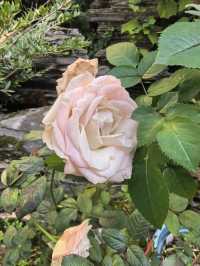 在千年古鎮的庭院裡,把日子過成詩