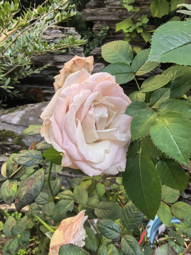 在千年古鎮的庭院裡,把日子過成詩 在千年古鎮的庭院裡,把日子過成詩