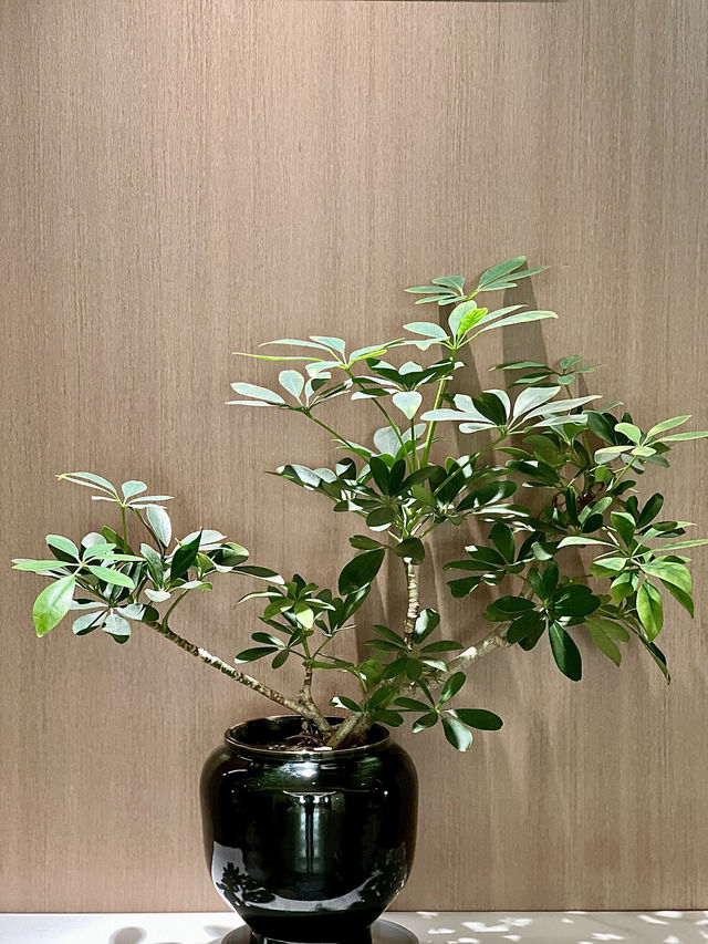 石獅華山酒店｜商務出行必選！效率拉滿