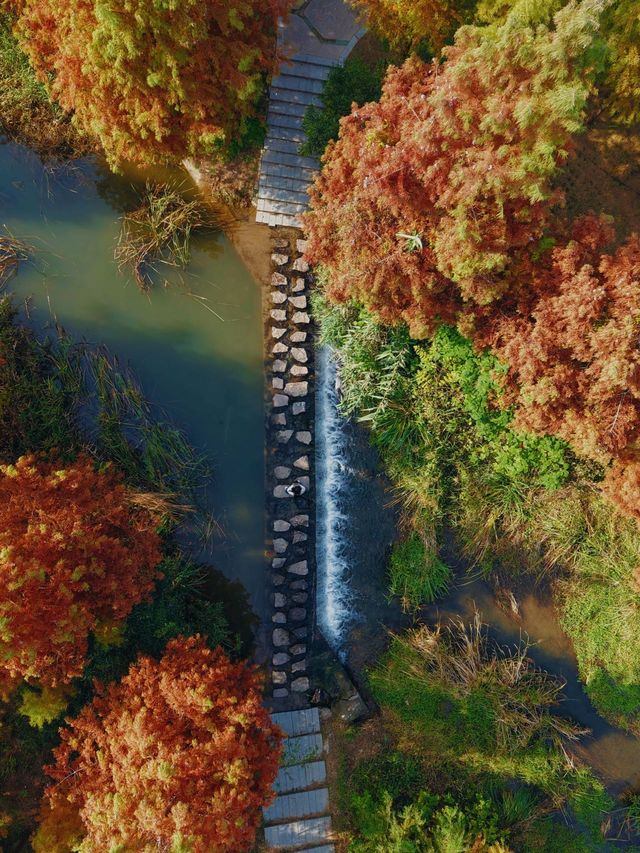 絕美水杉-洛陽伊濱區伊水遊園！