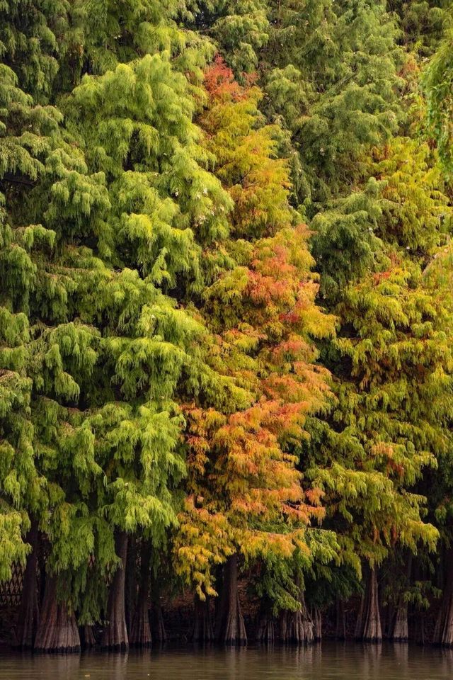 園博苑秋意濃,落羽杉換裝迎候鳥 園博苑秋意濃,落羽杉換裝迎候鳥