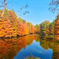 南京燕雀湖｜藏在城芯的秋日秘境，承包金陵所有溫柔