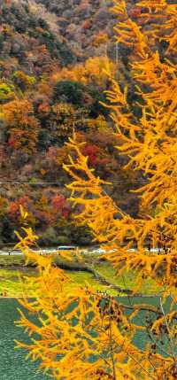 藏寨秋遊好去處