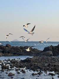 青島冬日元氣旅拍：與西伯利亞海鷗撞個滿懷