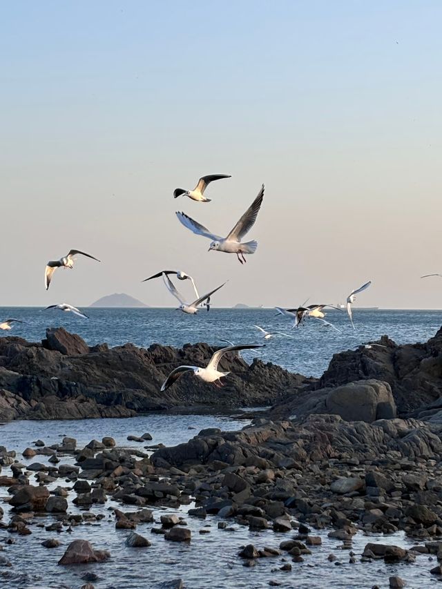 青島冬日元氣旅拍：與西伯利亞海鷗撞個滿懷