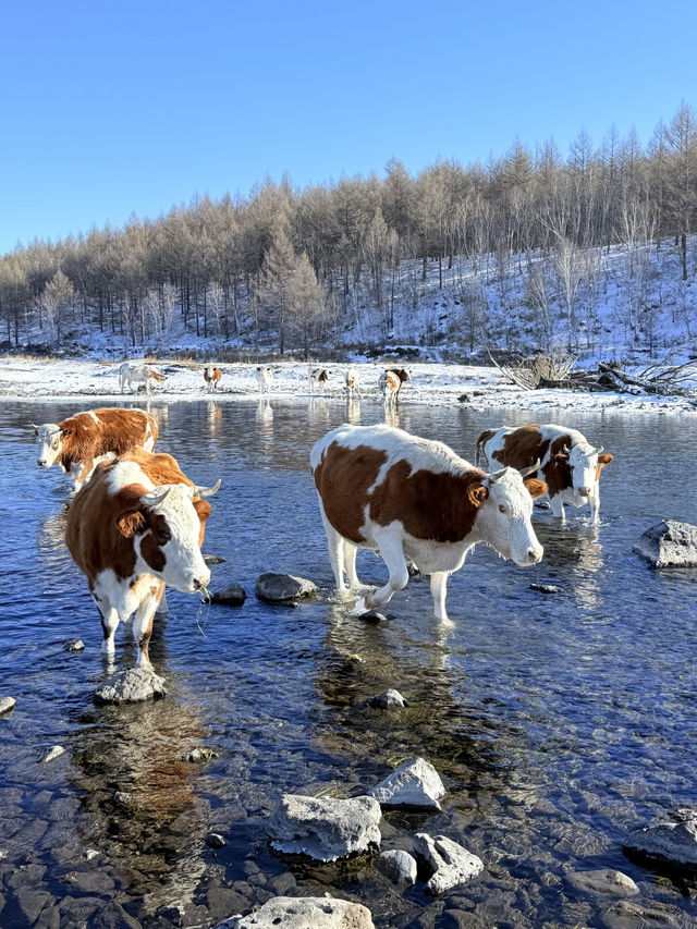 冬季阿爾山0元絕美打卡地合集,拍的每一幀都是壁紙 冬季阿爾山0元絕美打卡地合集,拍的每一幀都是壁紙
