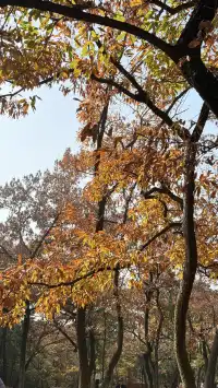 徐州賞秋馬陵山｜逃出戶外 和秋天見面