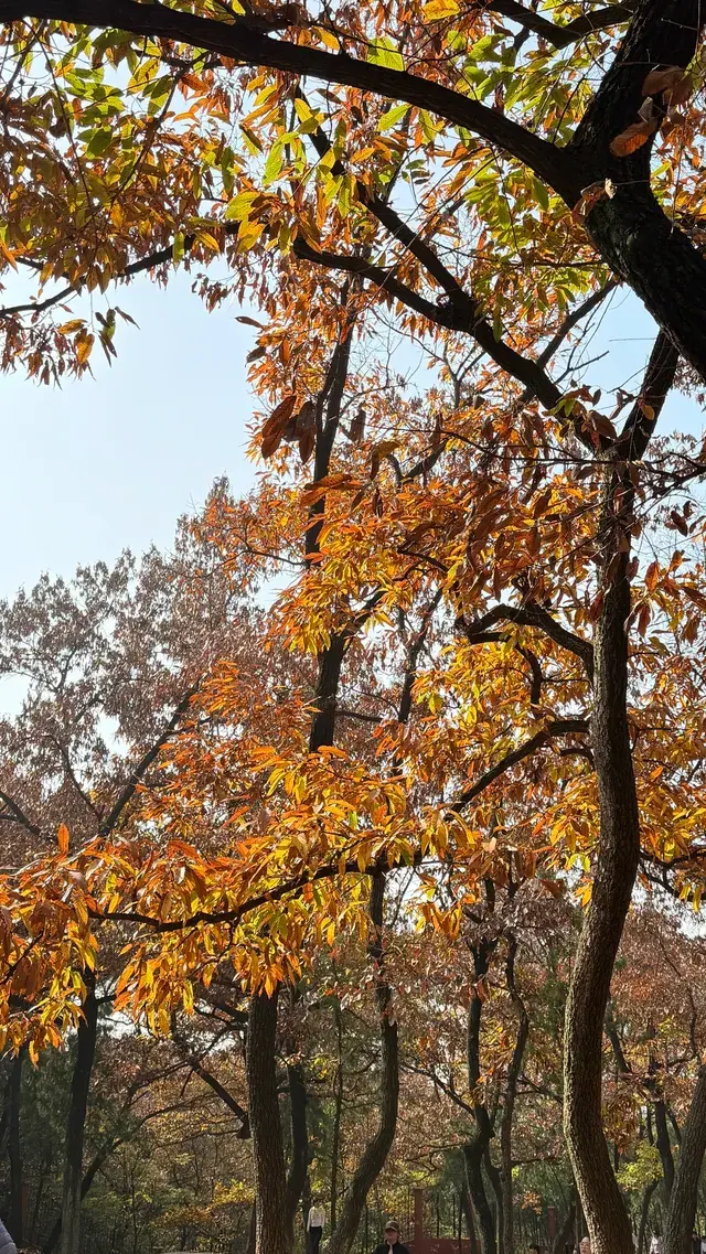 徐州賞秋馬陵山｜逃出戶外 和秋天見面