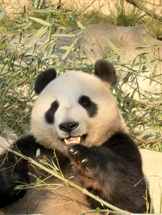 Lk|上野動物園 Lk|上野動物園