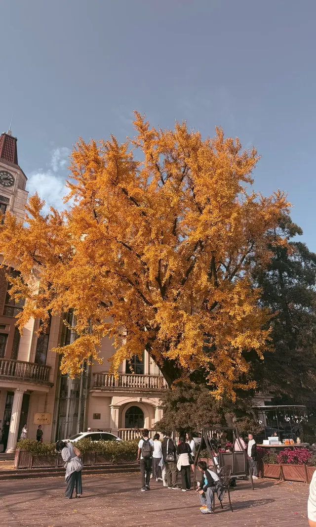 全屏打開莫干山的秋實況也太美了 全屏打開莫干山的秋實況也太美了