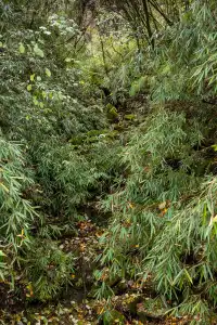 平武老河溝|小眾彩林秘境徒步全攻略