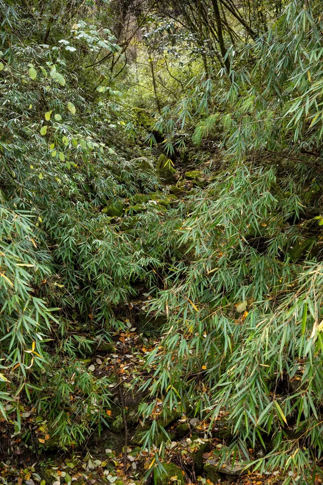 平武老河溝|小眾彩林秘境徒步全攻略 平武老河溝|小眾彩林秘境徒步全攻略