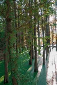 徐州拍照王炸！市區藏「抹茶綠童話秘境」0元出片