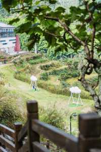 江浙滬賞秋好去處!小眾遊玩地雲和梯田,秋意濃~