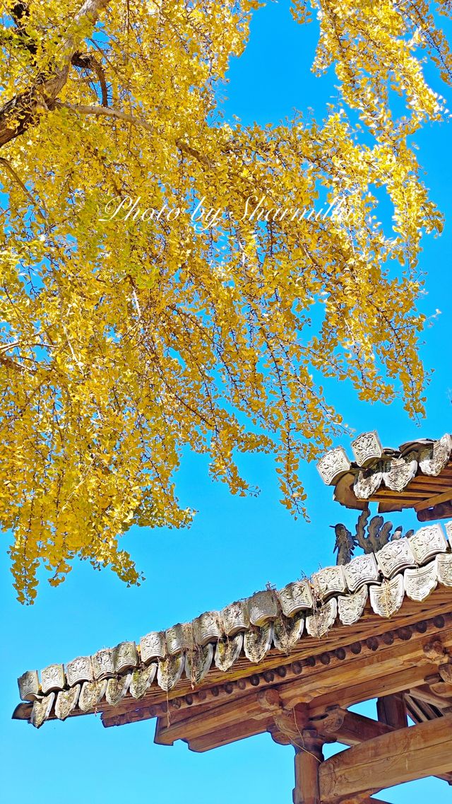 推薦溫州周邊賞銀杏的好去處 推薦溫州周邊賞銀杏的好去處