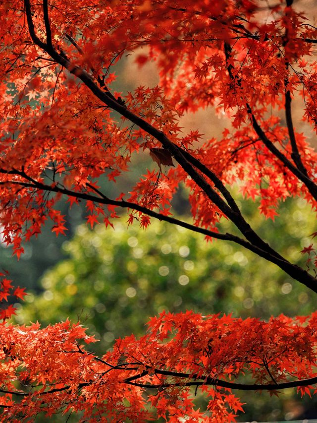 隱秘在魔都的秋日秘境！古漪園賞秋yyds