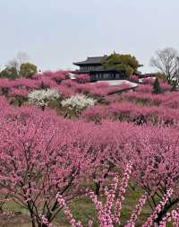 魔都版莫奈花園打卡|四季皆美,打卡不踩雷