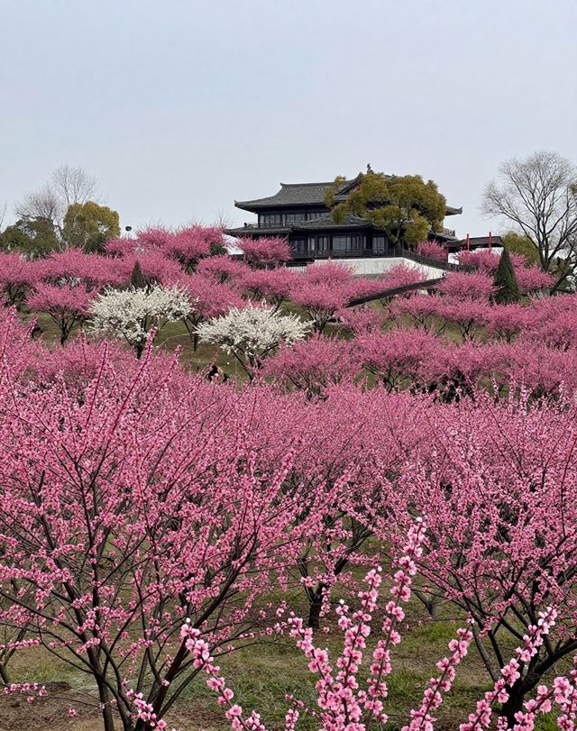 魔都版莫奈花園打卡|四季皆美,打卡不踩雷 魔都版莫奈花園打卡|四季皆美,打卡不踩雷