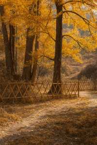 福建最美古銀杏村藏不住!隨手一拍就是大片