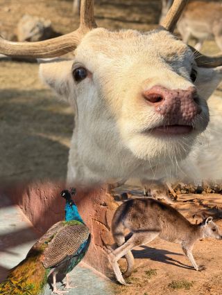 쉬저우 동물원 끝판왕! 여기만 오면 충분해요!!