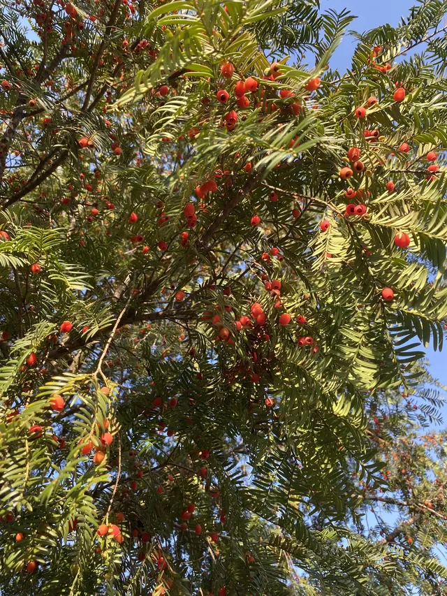 諸暨靈山坞|被銀杏和徒步治癒的秋天 諸暨靈山坞|被銀杏和徒步治癒的秋天