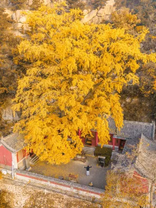 This year, I found 16 lonely trees in Qingdao!