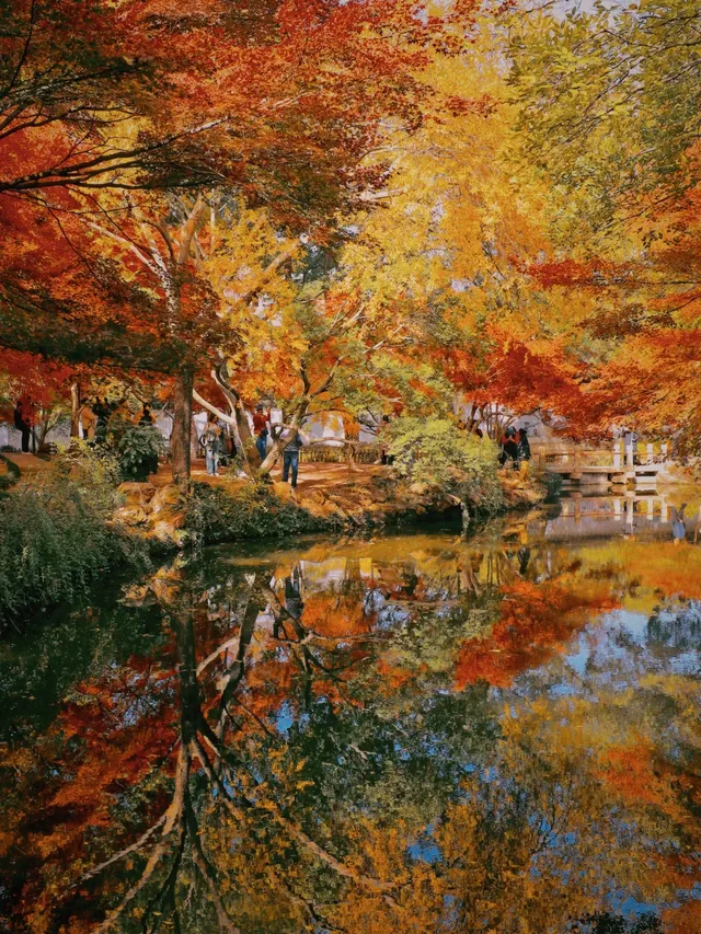 11.28上海賞楓天花板調色盤美哭 11.28上海賞楓天花板調色盤美哭