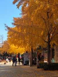 12.9live黃金城道銀杏實拍