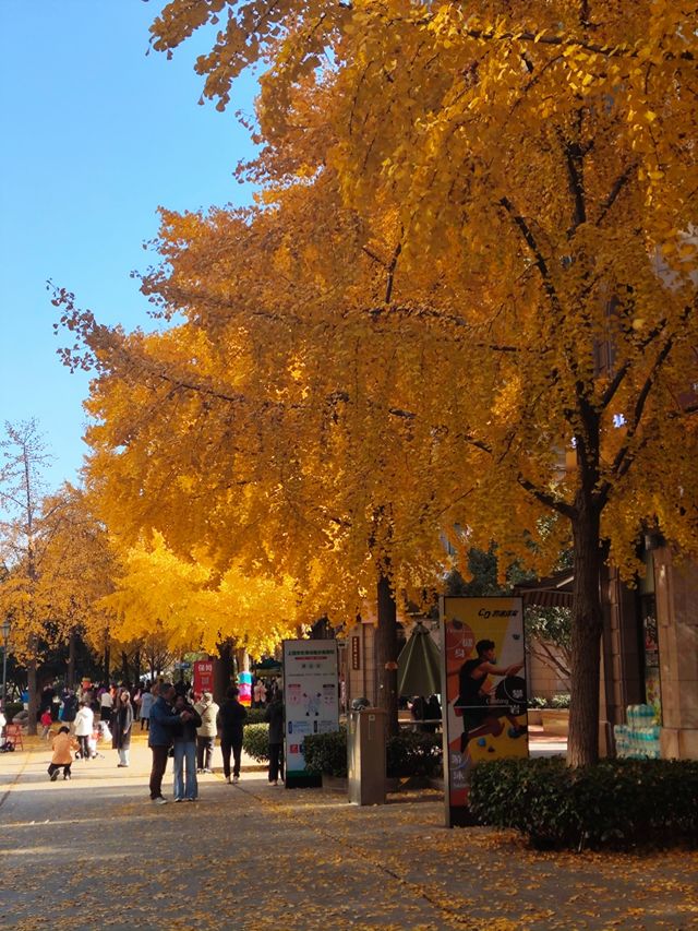 12.9live黃金城道銀杏實拍